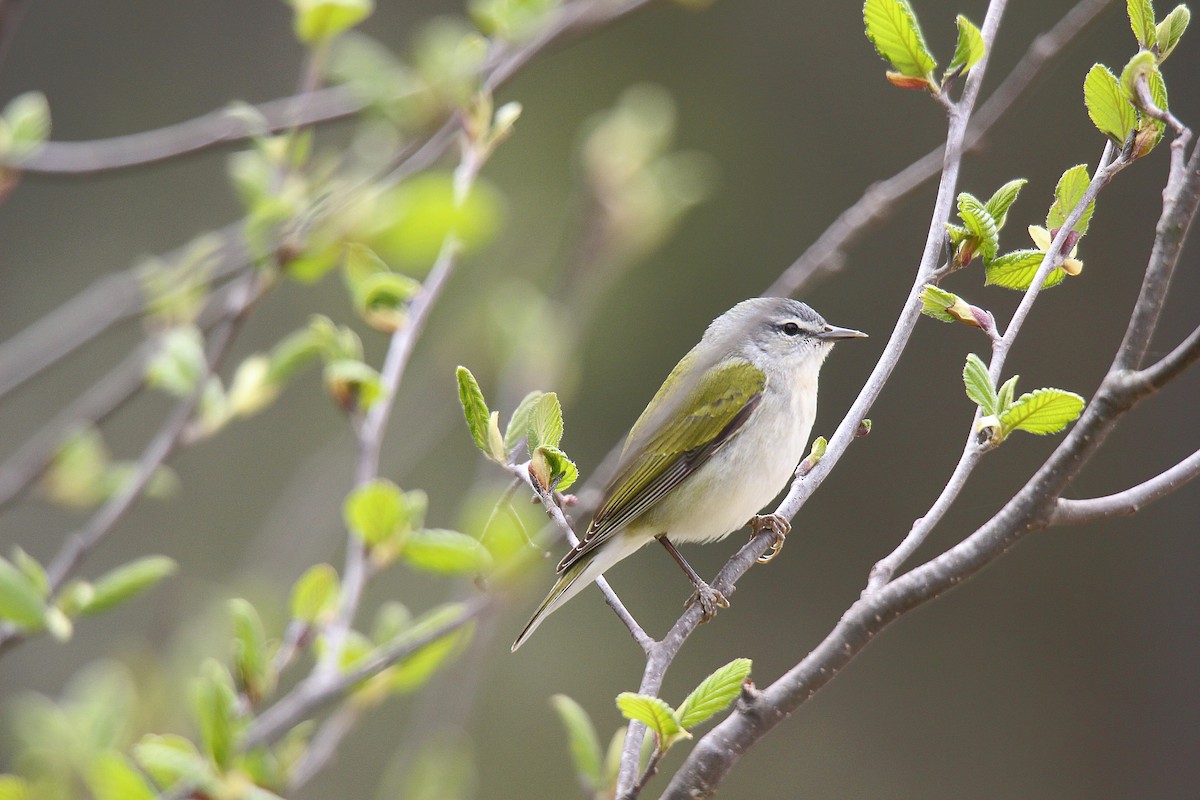 Tennessee Warbler - ML637273138