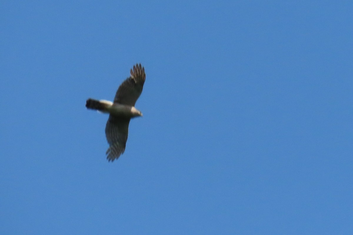 Cooper's Hawk - ML637273139