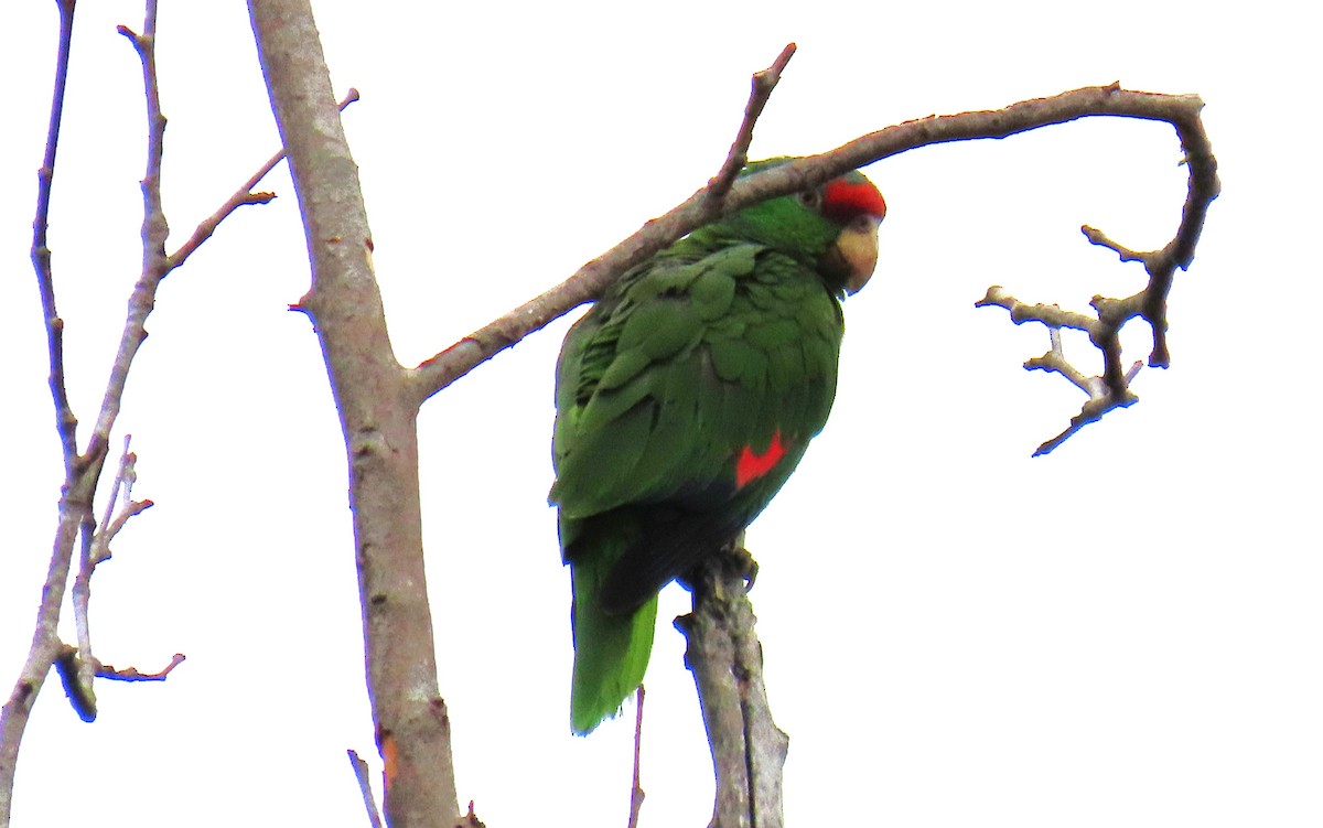 Lilac-crowned Amazon - ML637273163