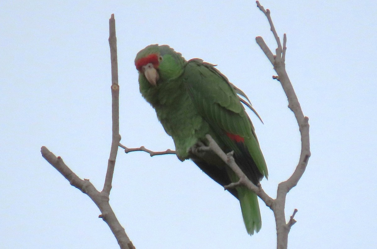 Lilac-crowned Amazon - ML637273169