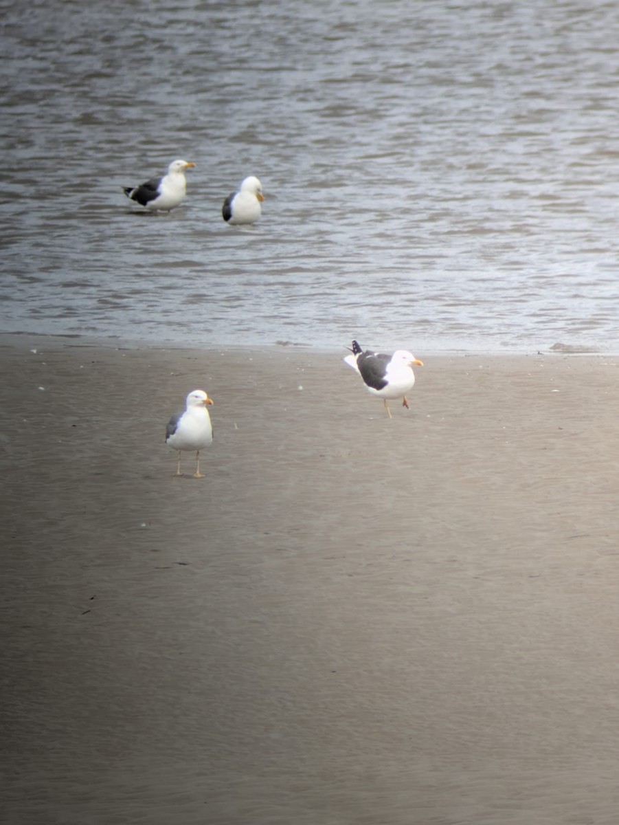 Yellow-legged Gull - ML637273197