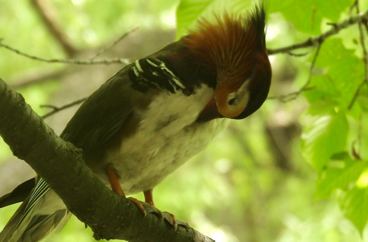 Mandarin Duck - ML637273224