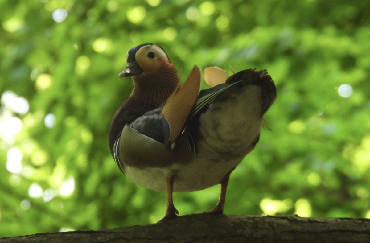 Mandarin Duck - ML637273225