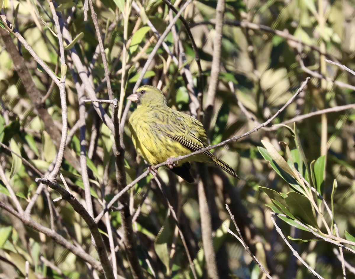 Forest Canary - ML637273236