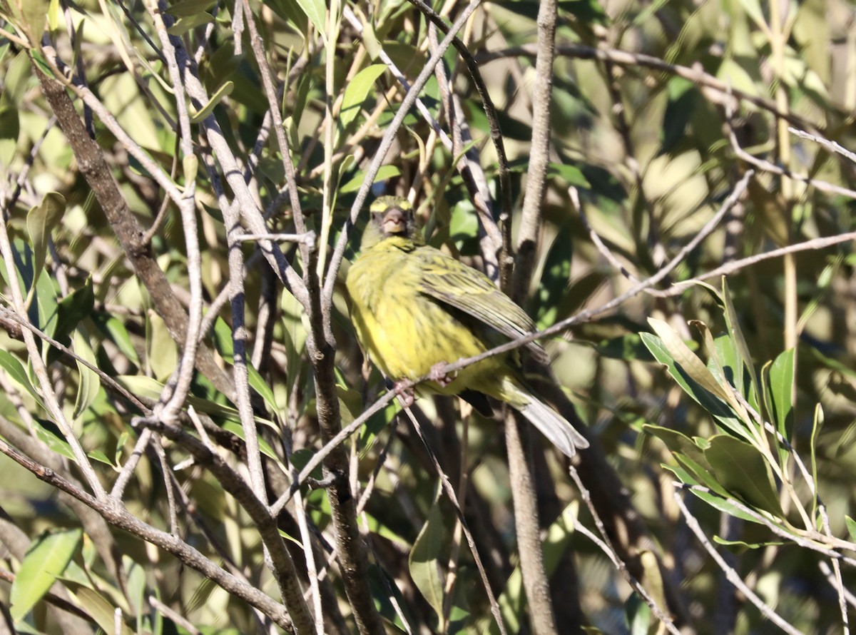 Forest Canary - ML637273252