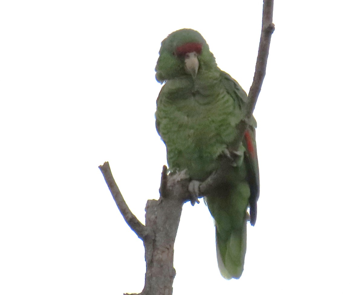 Lilac-crowned Amazon - ML637273262