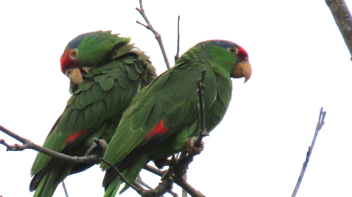 Lilac-crowned Amazon - ML637273275