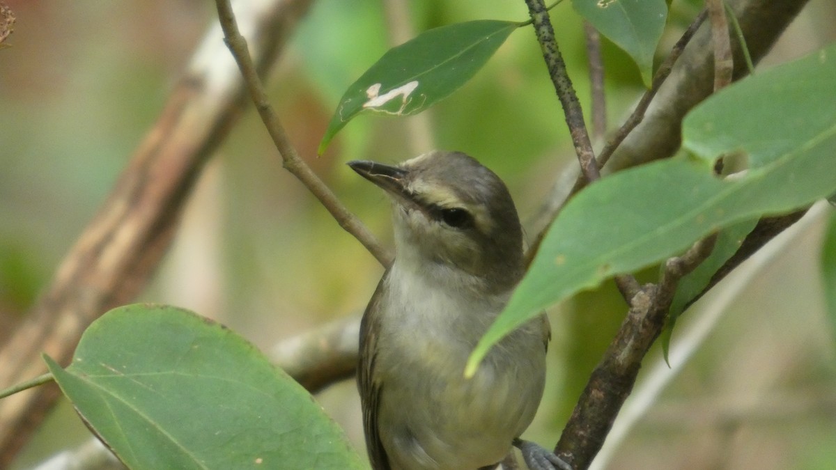 Yucatan Vireo - ML637273296
