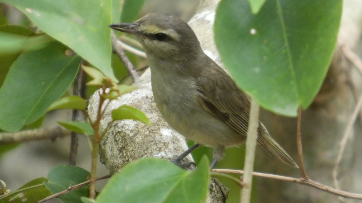 Yucatan Vireo - ML637273298