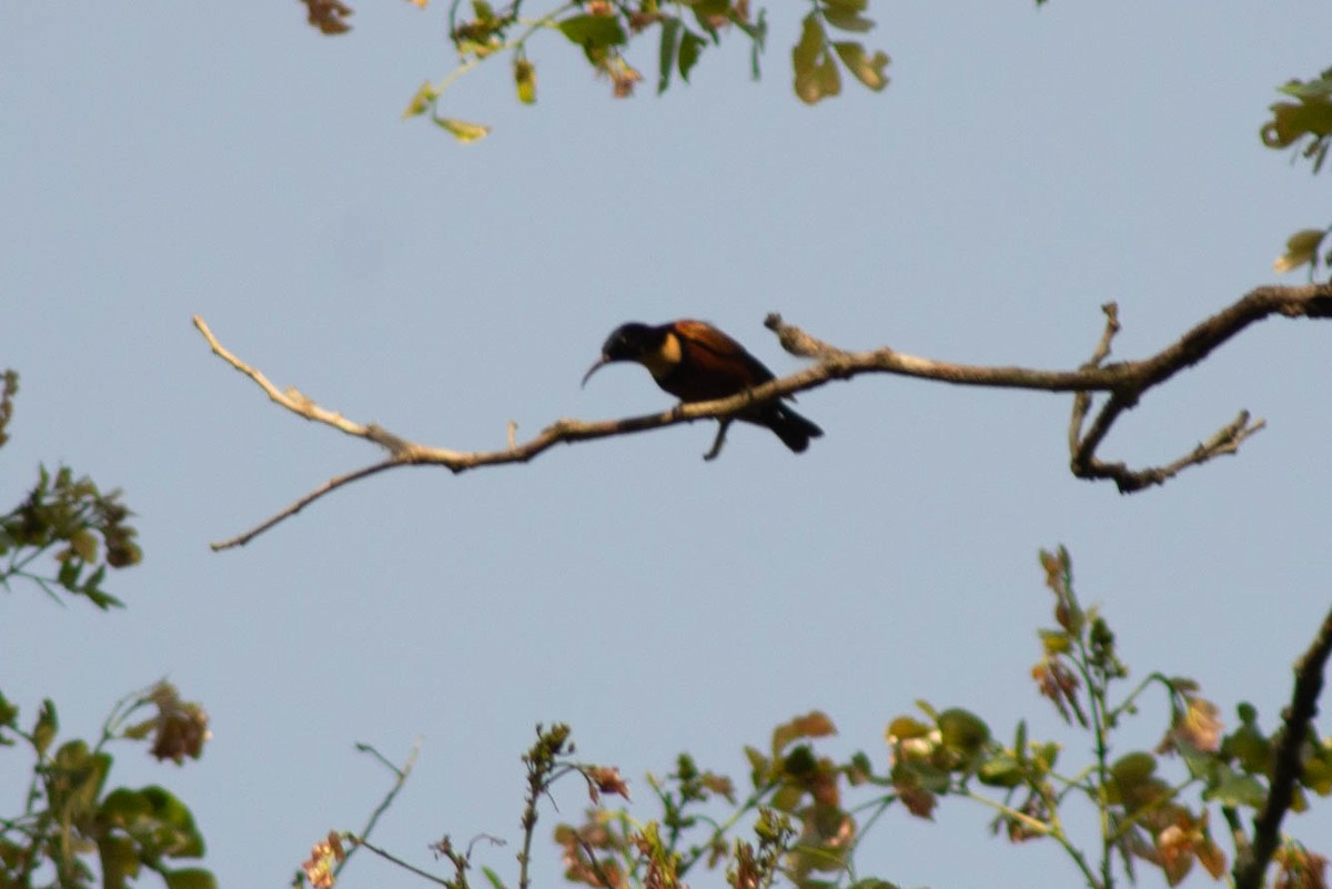 Buff-throated Sunbird - ML637273301