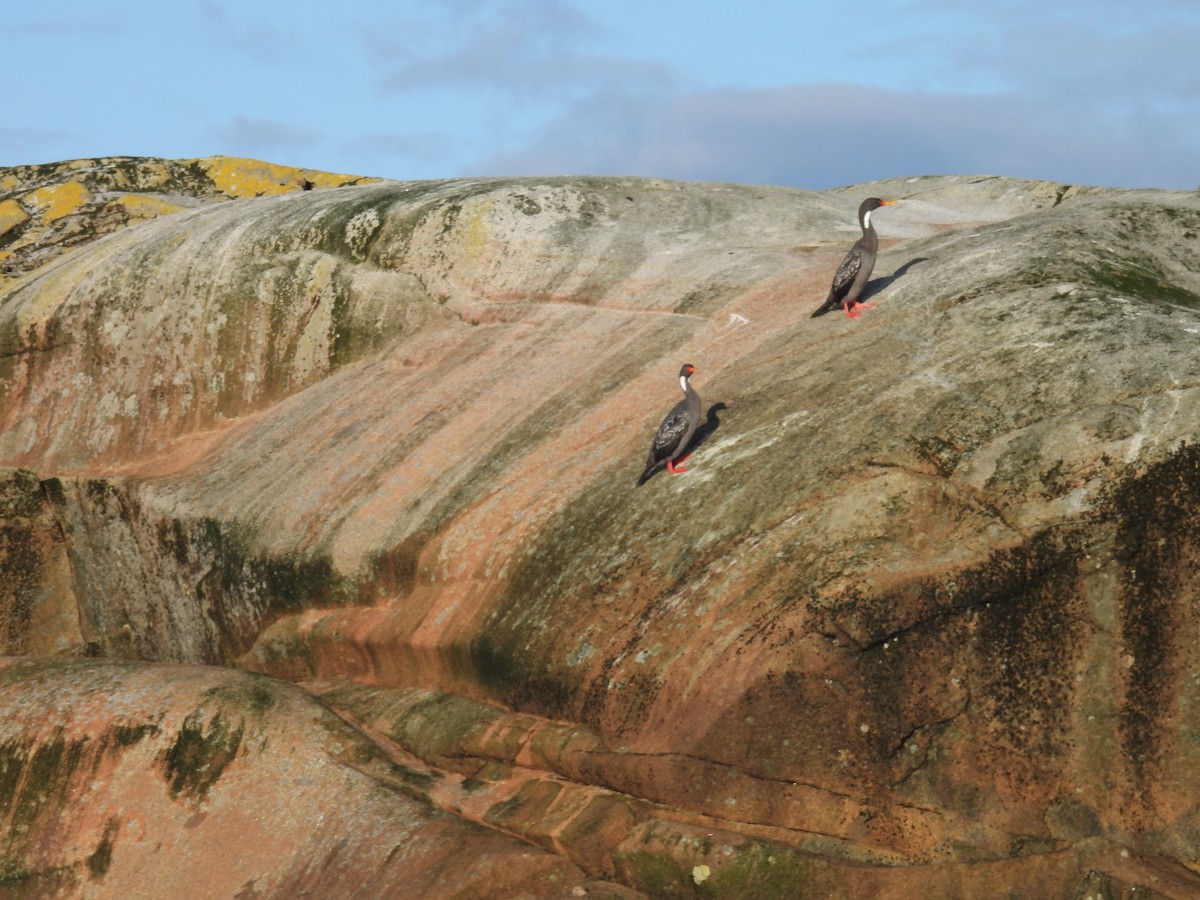 Red-legged Cormorant - ML637273307