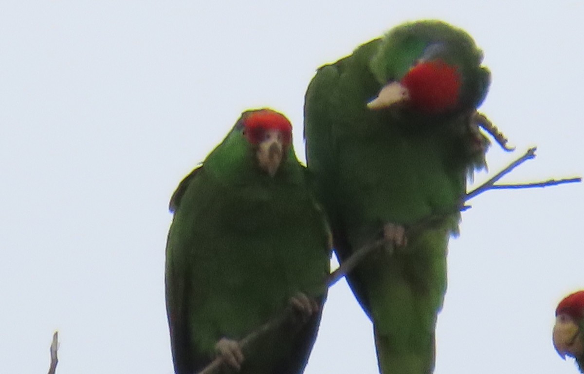 Red-crowned Amazon - ML637273320