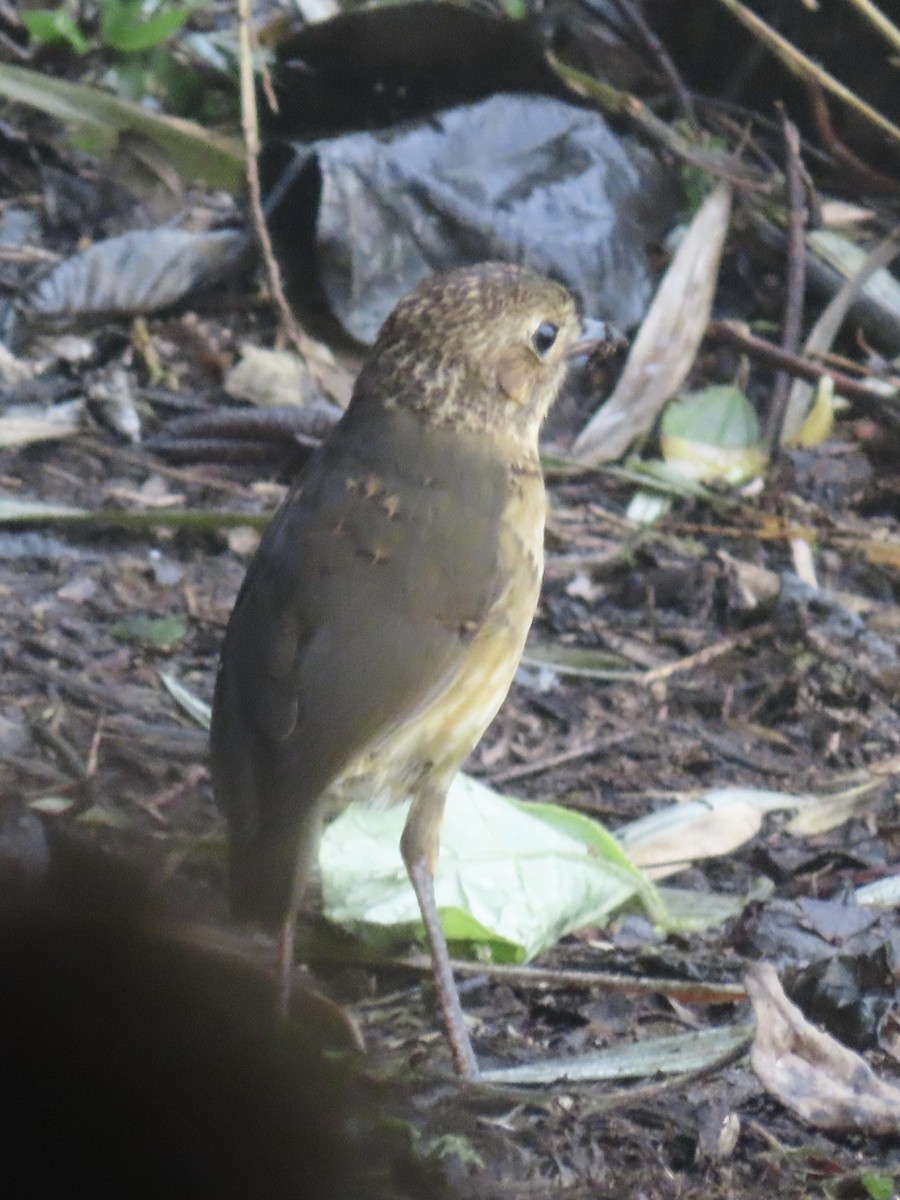 Tawny Antpitta - ML637273362