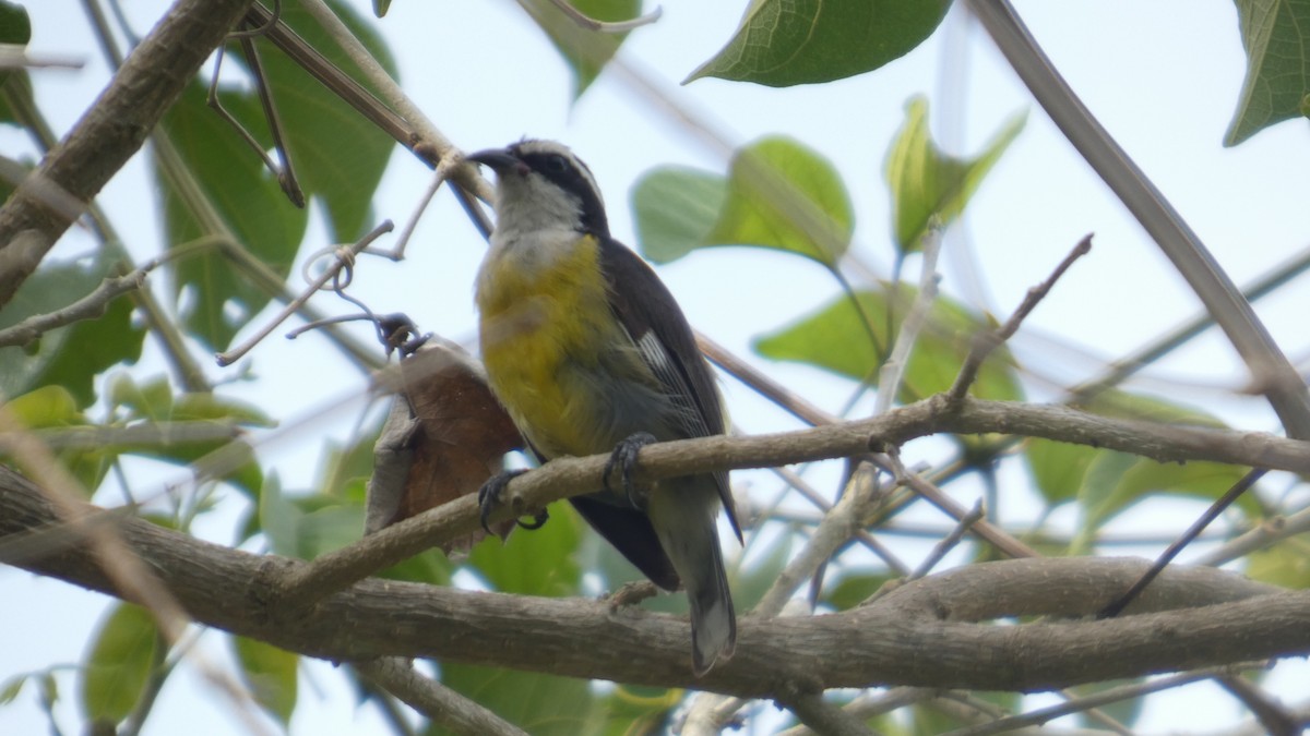 Bananaquit (Cozumel I.) - ML637273415