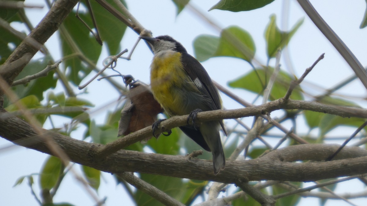 Bananaquit (Cozumel I.) - ML637273416