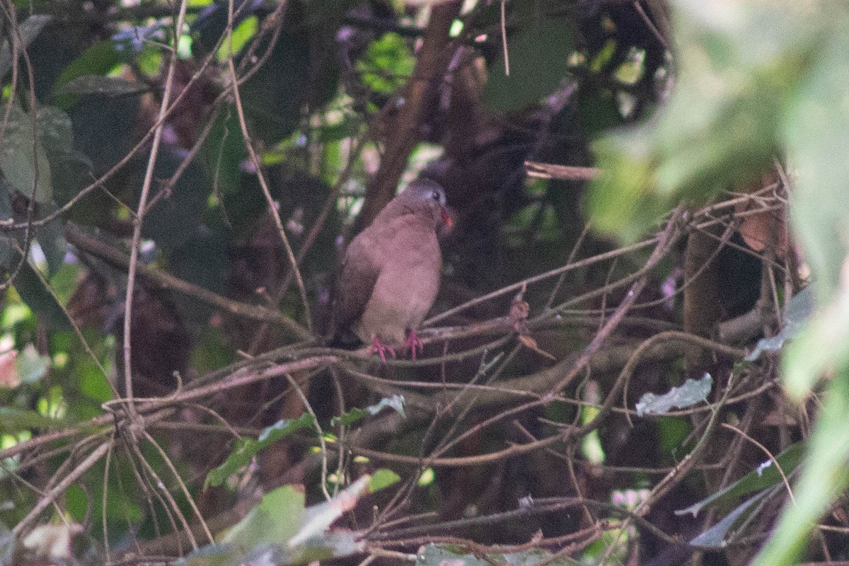 Blue-spotted Wood-Dove - ML637273513