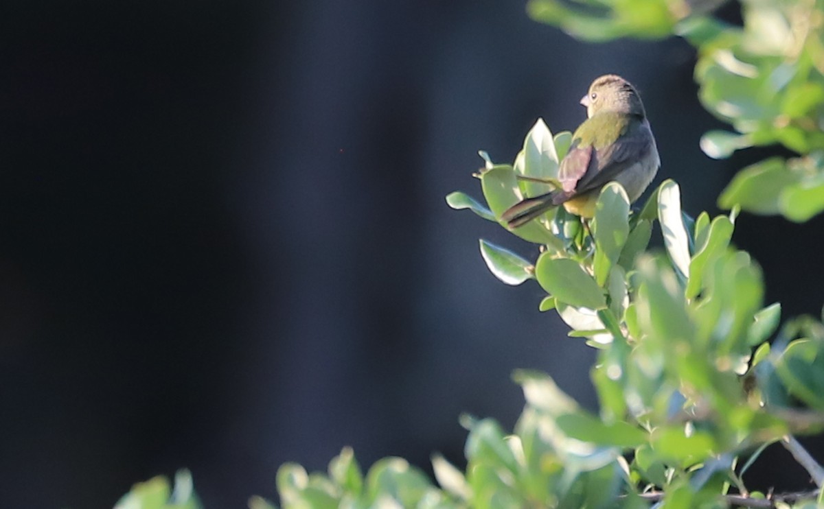 Painted Bunting - ML637273707