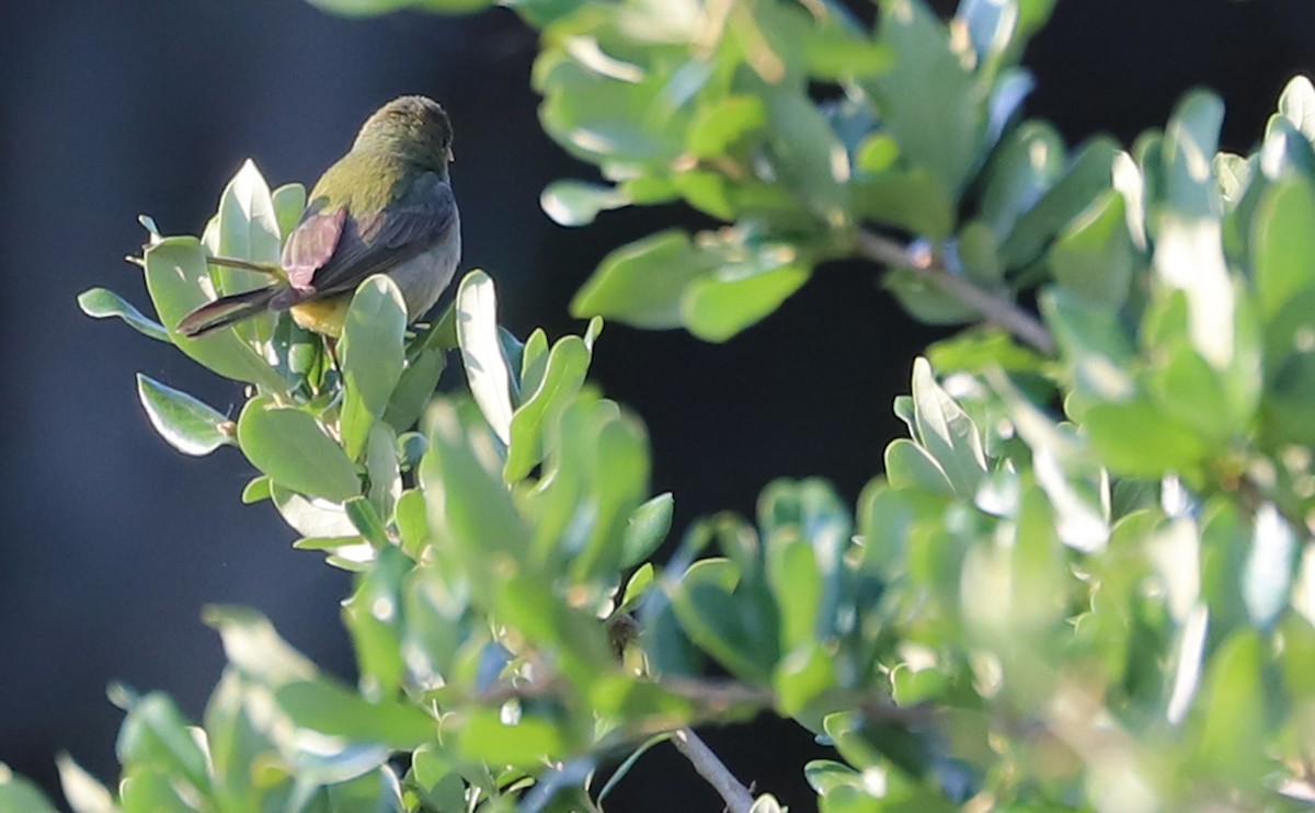 Painted Bunting - ML637273712