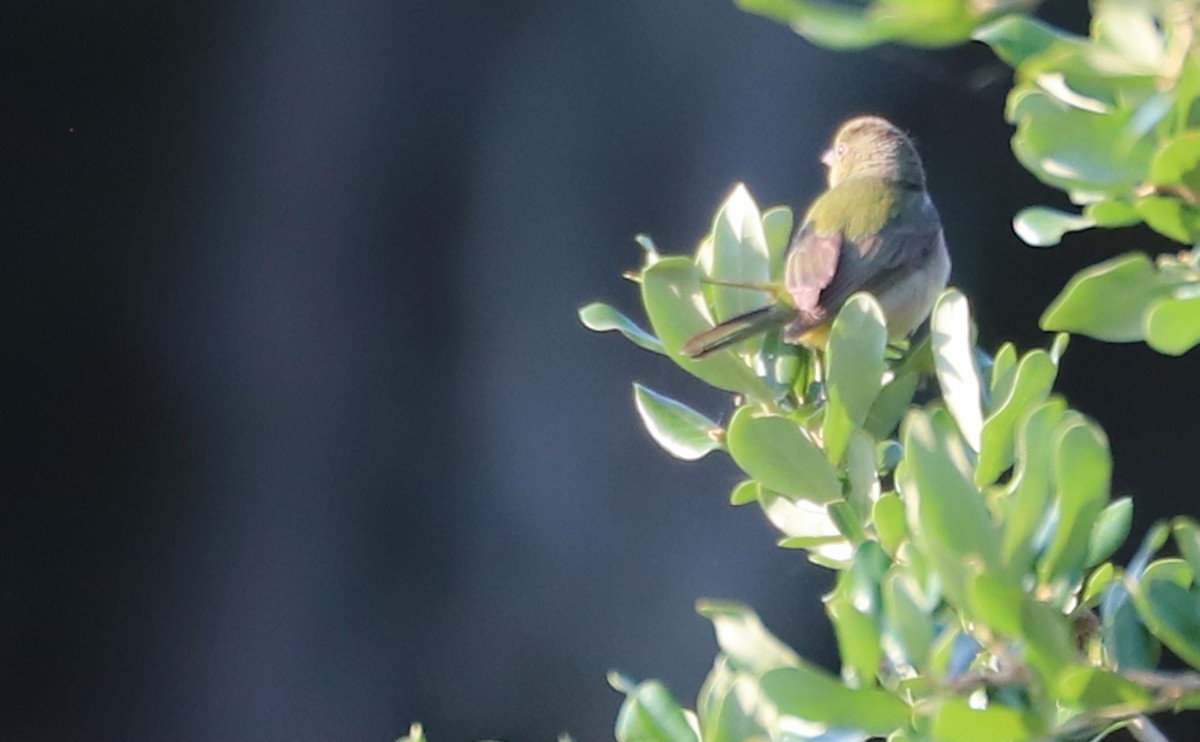 Painted Bunting - ML637273717