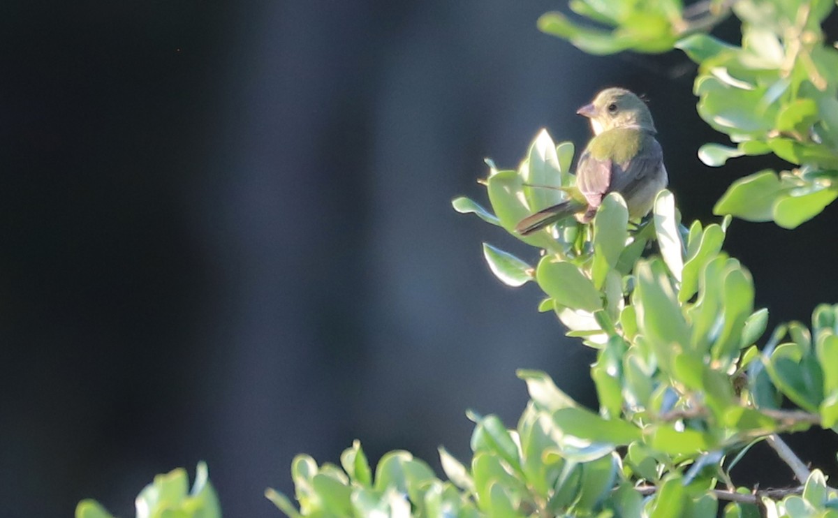 Painted Bunting - ML637273726