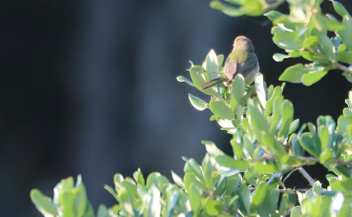 Painted Bunting - ML637273735