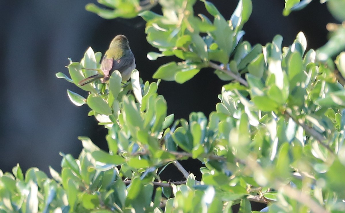 Painted Bunting - ML637273738