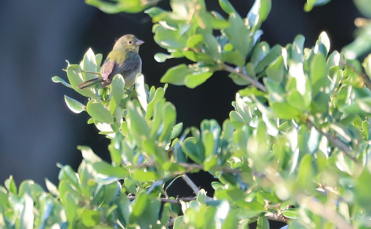 Painted Bunting - ML637273745