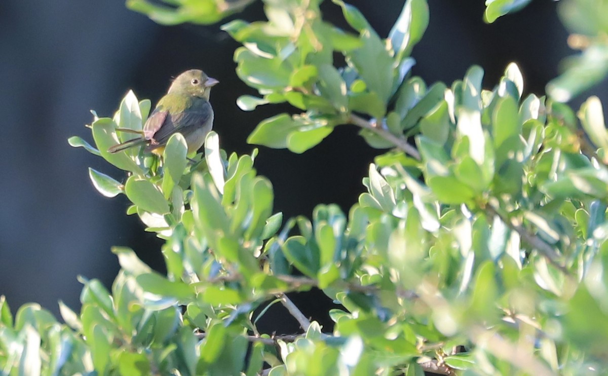 Painted Bunting - ML637273746