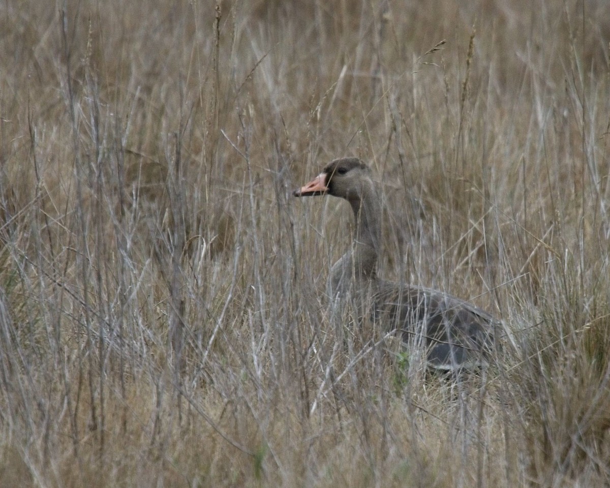 Greater White-fronted Goose - ML637273756