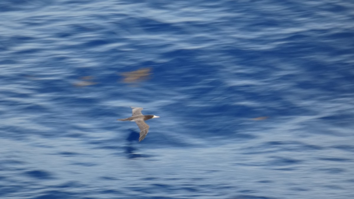 Brown Booby (Atlantic) - ML637273848
