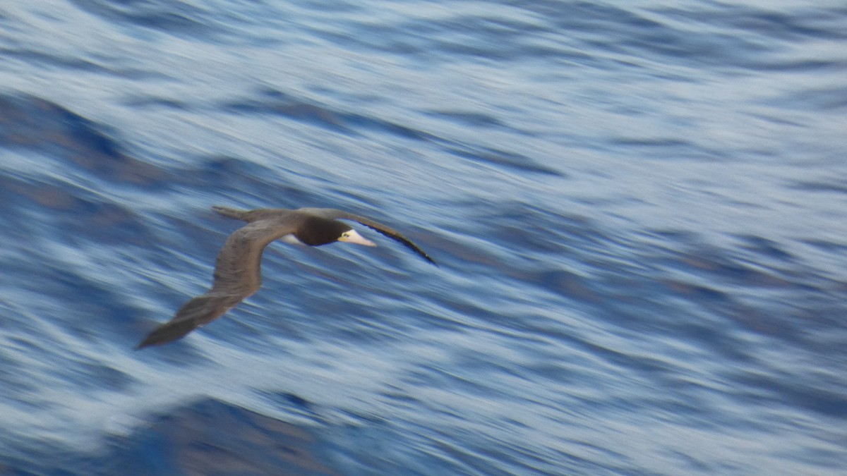 Brown Booby (Atlantic) - ML637273852
