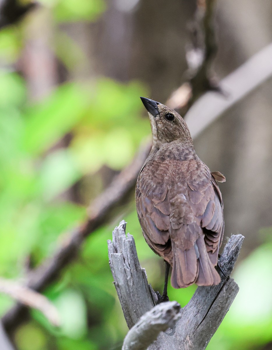 Brown-headed Cowbird - ML637273910