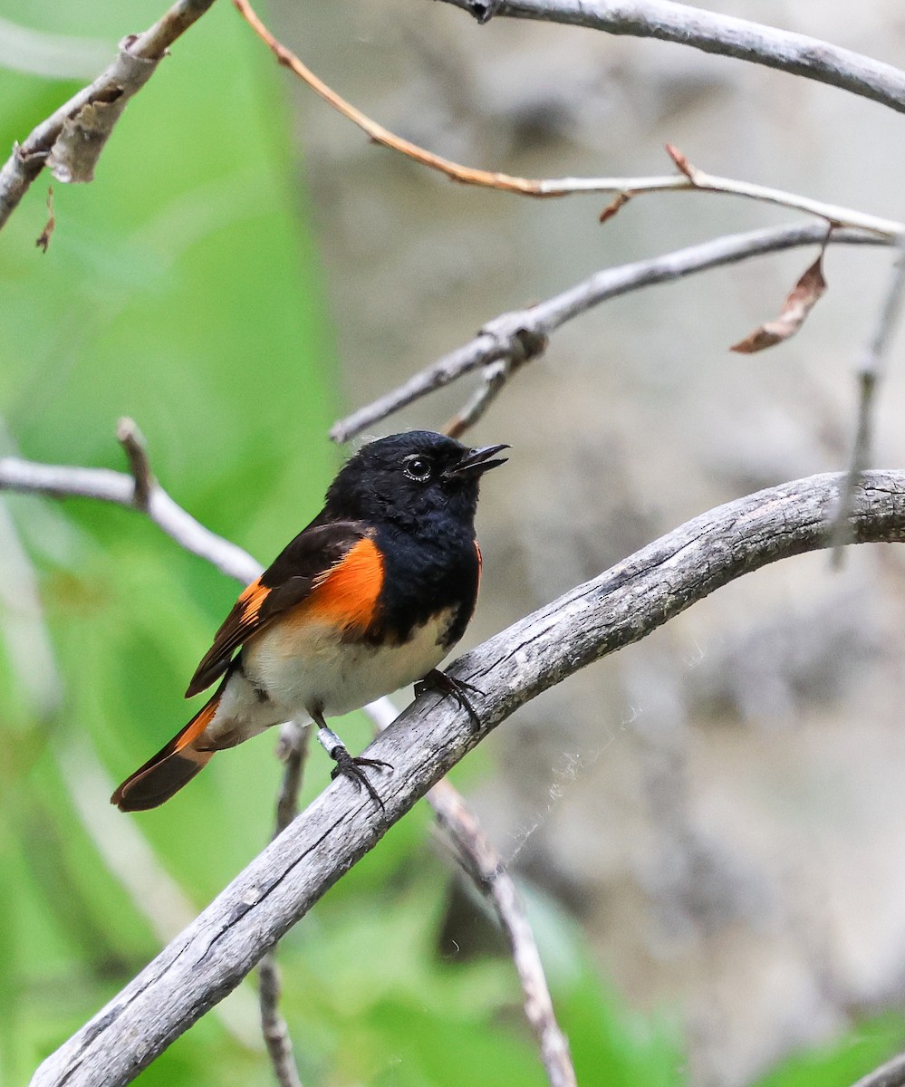 American Redstart - ML637273928