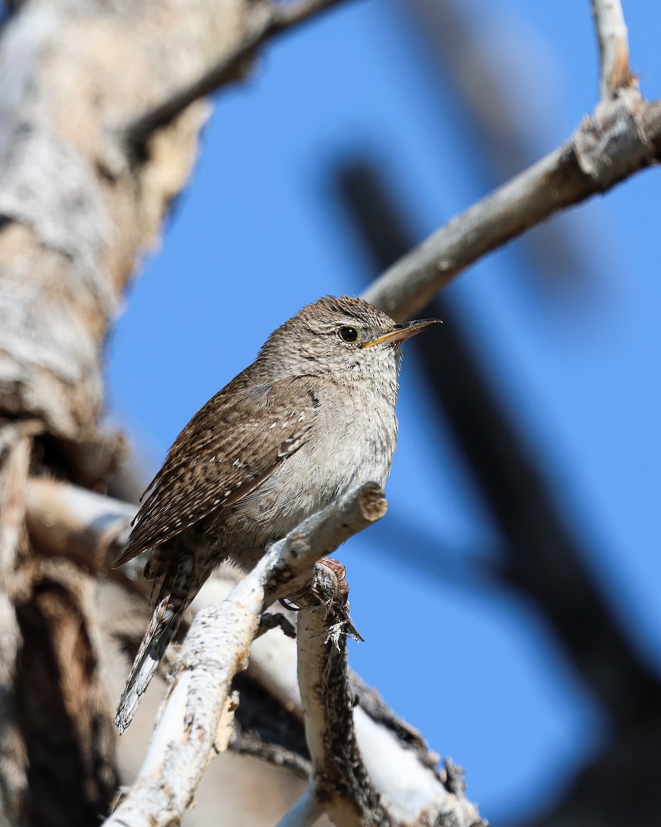 Northern House Wren - ML637273966