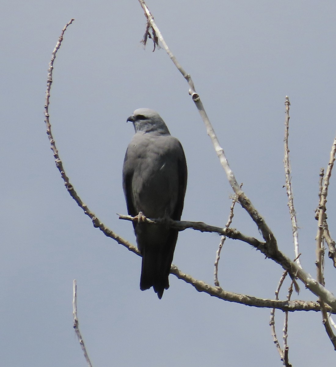 mississippiglente - ML637273985