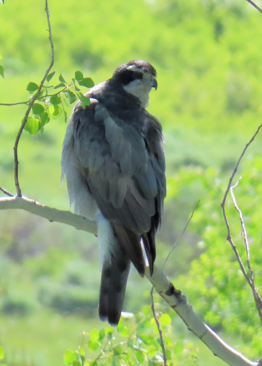 American Goshawk - ML637273999