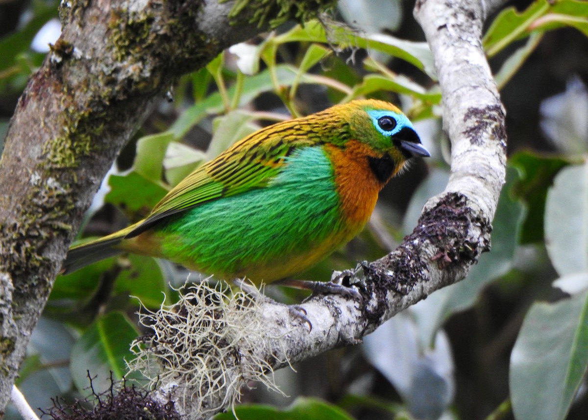 Brassy-breasted Tanager - ML637274059