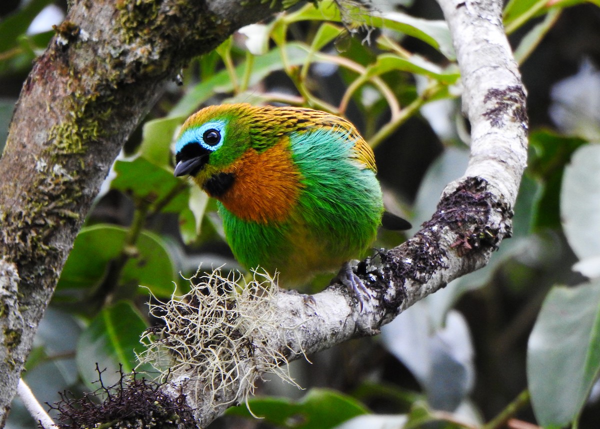 Brassy-breasted Tanager - ML637274060