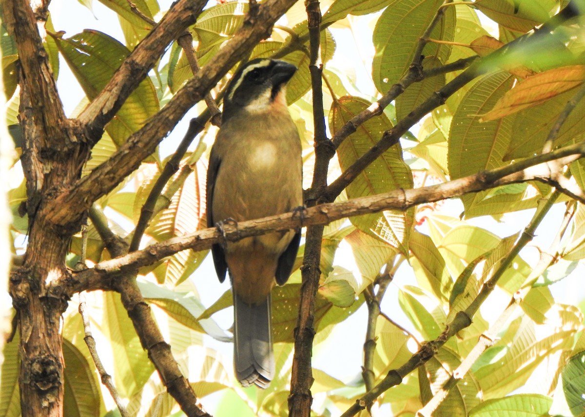 Thick-billed Saltator - ML637274080