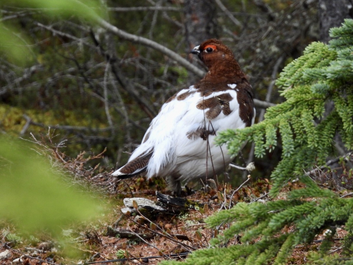 Willow Ptarmigan - ML637274148