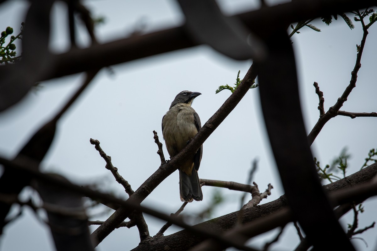 Olive-gray Saltator - ML637274250