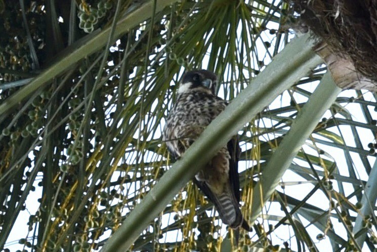 Eleonora's Falcon - ML637274267