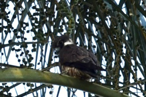 Eleonora's Falcon - ML637274268