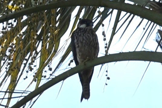 Eleonora's Falcon - ML637274269