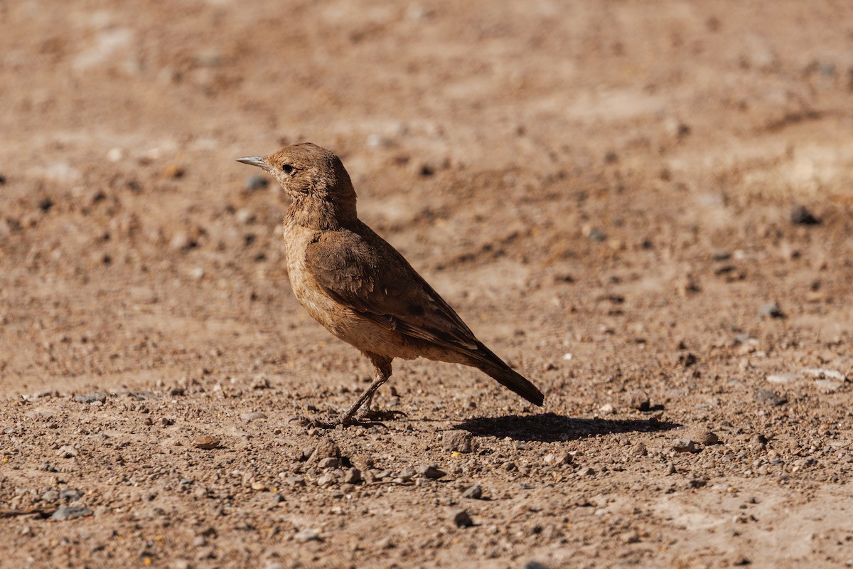 Creamy-rumped Miner - ML637274275