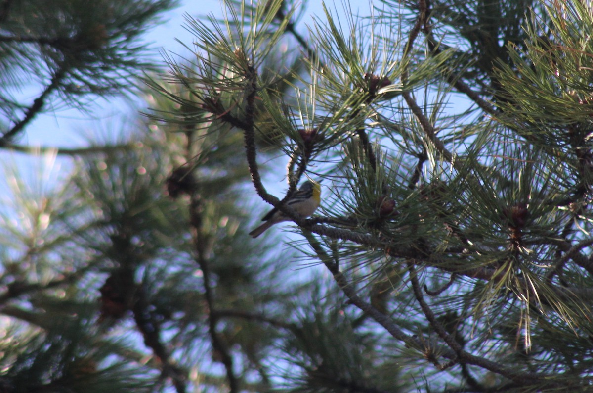 Grace's Warbler - ML637274410