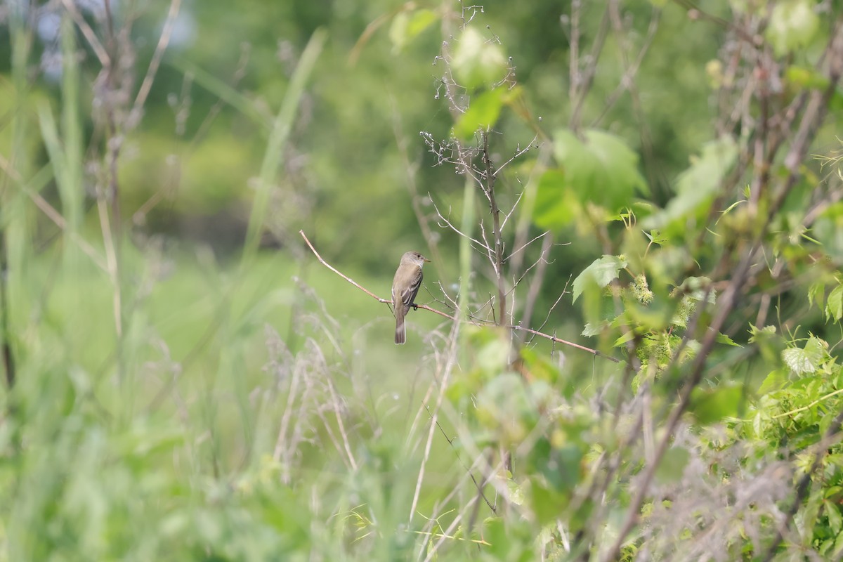 Willow Flycatcher - ML637274440