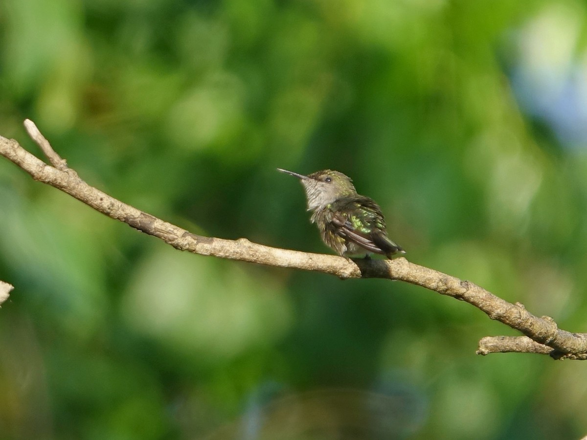 Colibrí Zumbadorcito - ML637274472