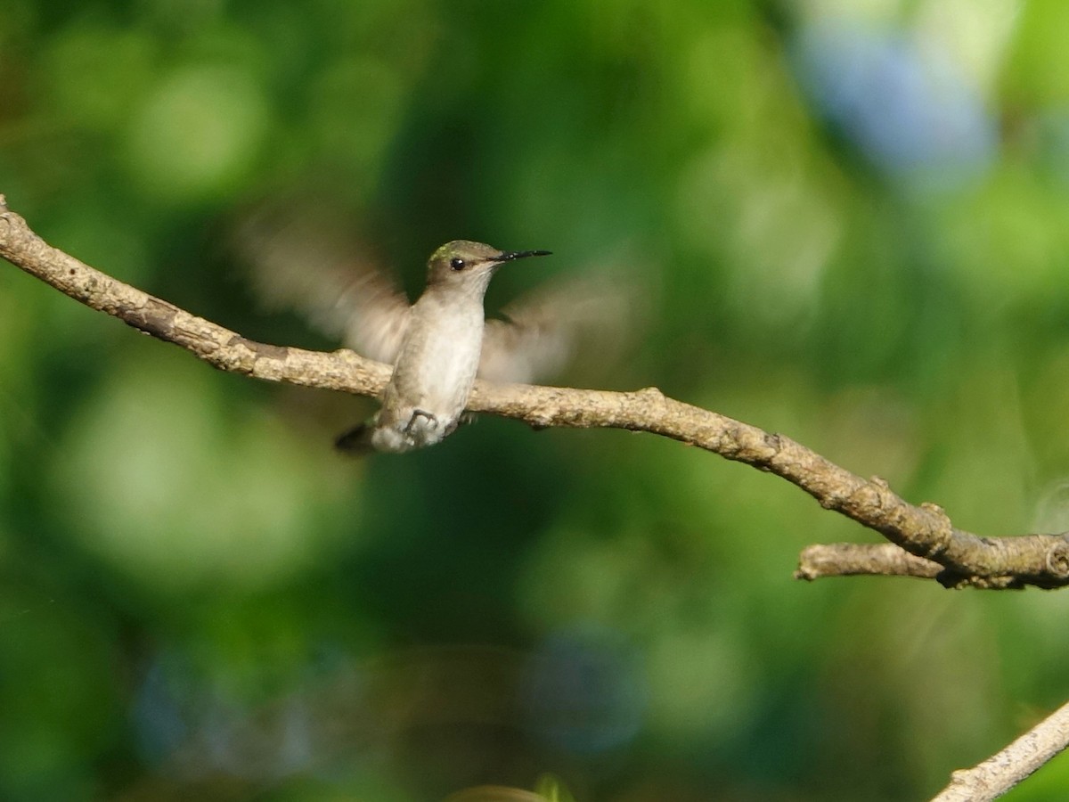 Colibrí Zumbadorcito - ML637274473