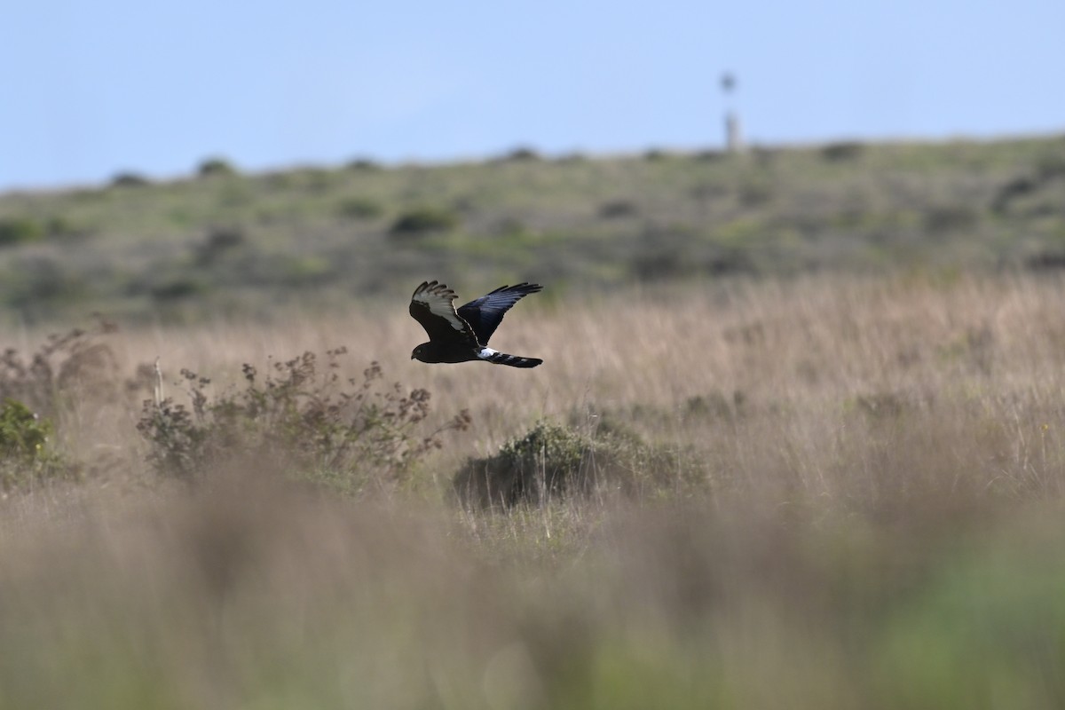 Black Harrier - ML637274486